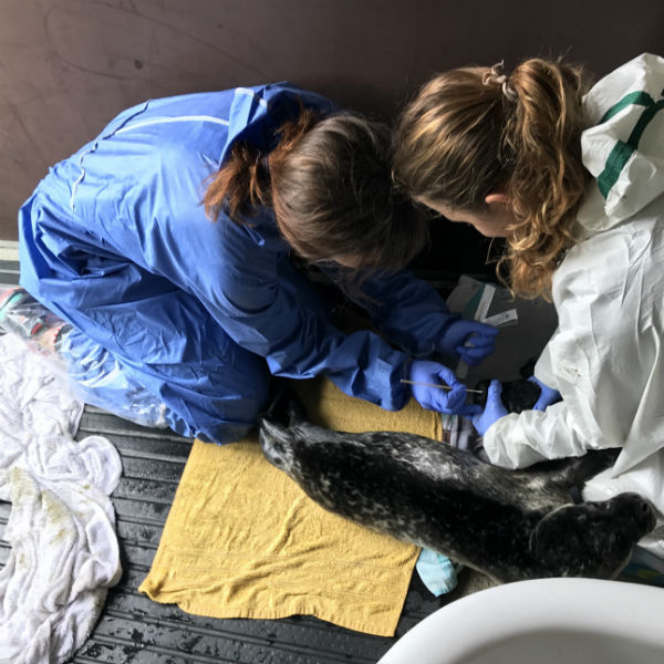 Lynne Shubin carrying out a nasal swab on a seal